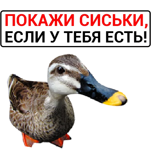 🦆 Стикер «Злая утка» для Telegram