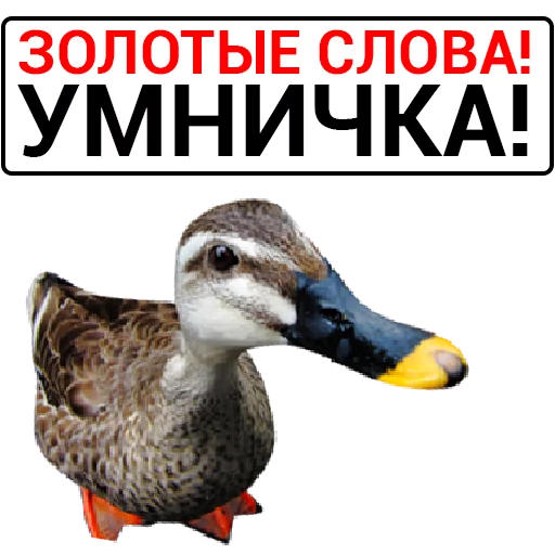 🦆 Стикер «Злая утка» для Telegram