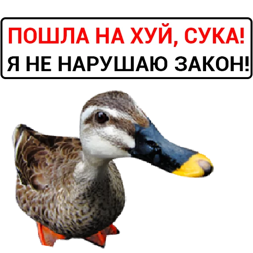 🦆 Стикер «Злая утка» для Telegram