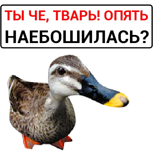 🦆 Стикер «Злая утка» для Telegram