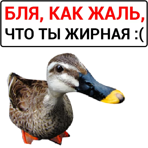 🦆 Стикер «Злая утка» для Telegram