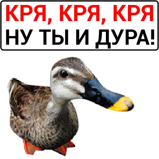 🦆 Стикер «Злая утка» для Telegram