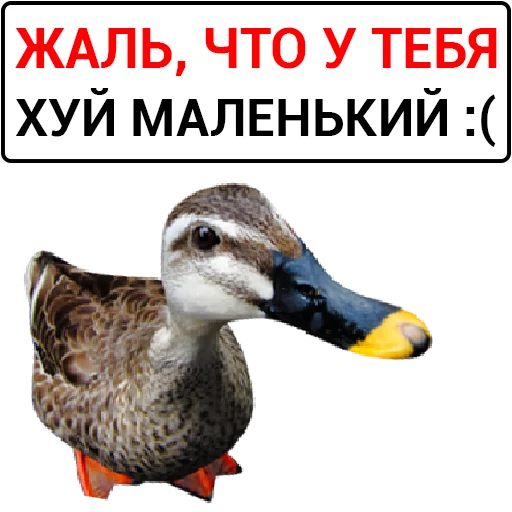 🦆 Стикер «Злая утка» для Telegram