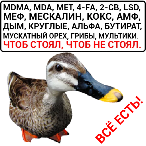 🦆 Стикер «Злая утка» для Telegram