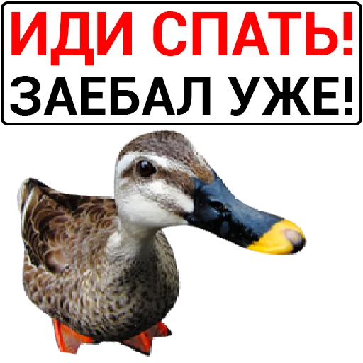 🦆 Стикер «Злая утка» для Telegram