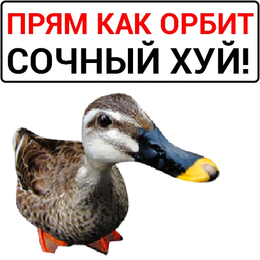 🦆 Стикер «Злая утка» для Telegram