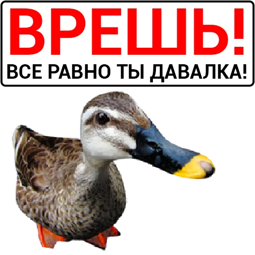 🦆 Стикер «Злая утка» для Telegram