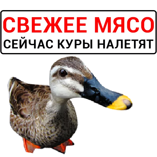 🦆 Стикер «Злая утка» для Telegram
