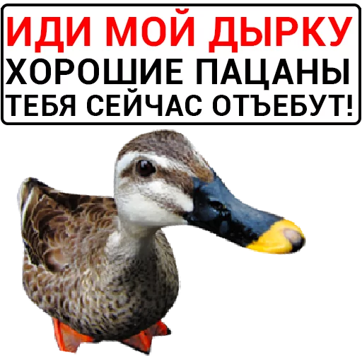 🦆 Стикер «Злая утка» для Telegram