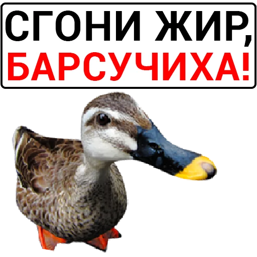 🦆 Стикер «Злая утка» для Telegram