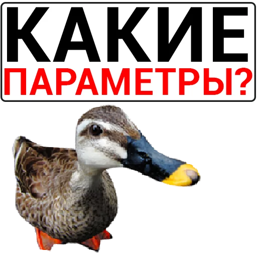 🦆 Стикер «Злая утка» для Telegram