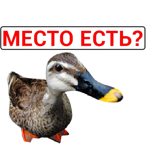 🦆 Стикер «Злая утка» для Telegram