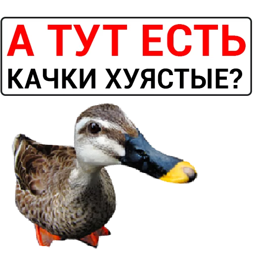 🦆 Стикер «Злая утка» для Telegram