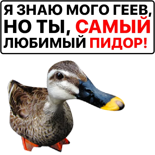 👍 Стикер «Злая утка» для Telegram