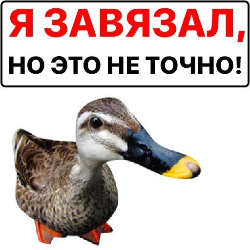 😛 Стикер «Злая утка» для Telegram