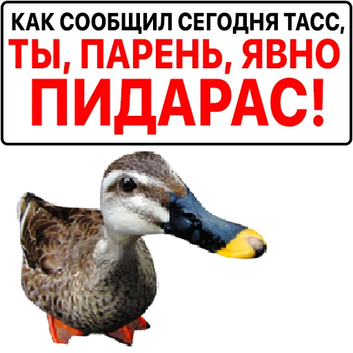 🦆 Стикер «Злая утка» для Telegram