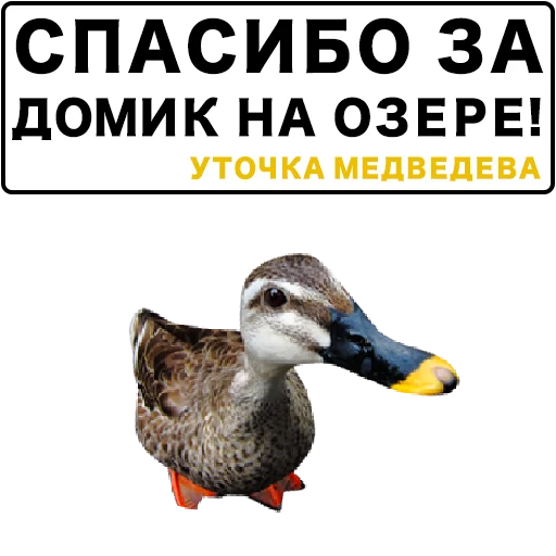 🙏 Стикер «Злая утка» для Telegram