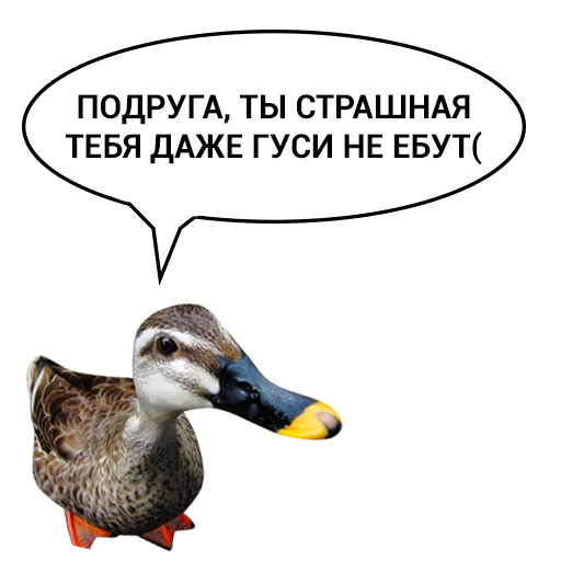 😏 Стикер «Злая утка» для Telegram