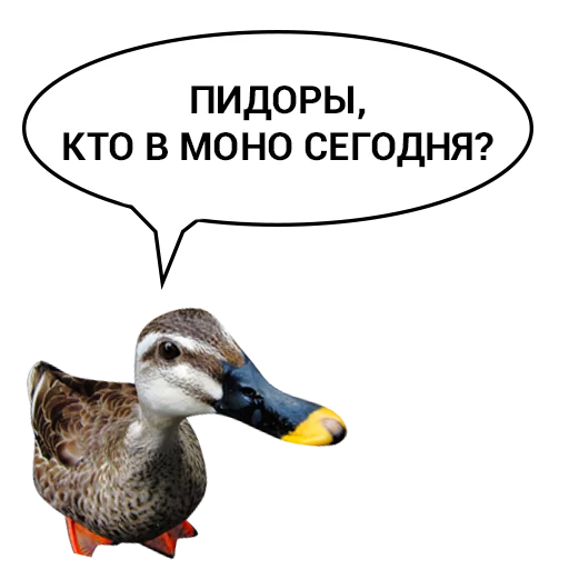 🎊 Стикер «Злая утка» для Telegram