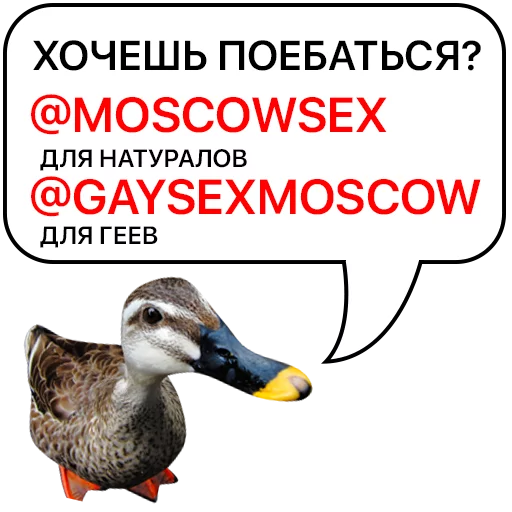 👌 Стикер «Злая утка» для Telegram