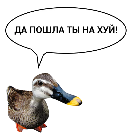 😡 Стикер «Злая утка» для Telegram