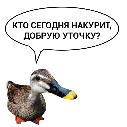 🙏 Стикер «Злая утка» для Telegram