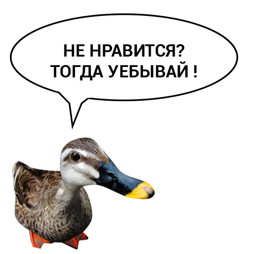 😑 Стикер «Злая утка» для Telegram
