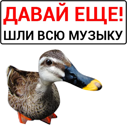 🙏 Стикер «Злая утка» для Telegram