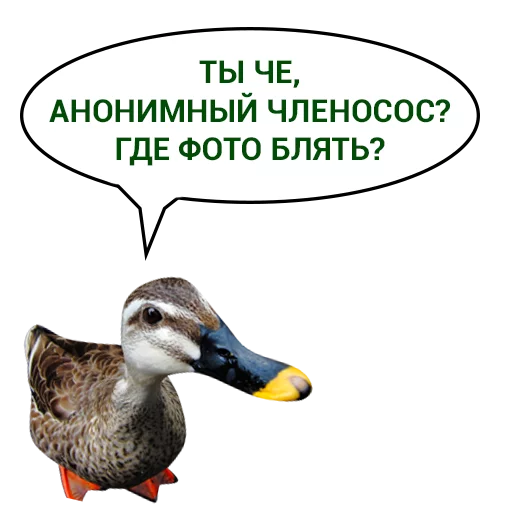 🐑 Стикер «Злая утка» для Telegram