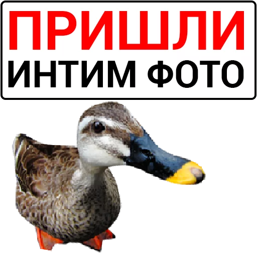 🦆 Стикер «Злая утка» для Telegram