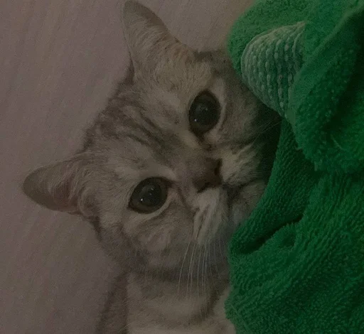 😜 Стикер «Еще один пак с котиками» для Telegram