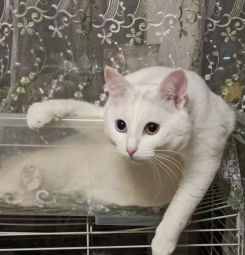 😍 Стикер «Еще один пак с котиками» для Telegram