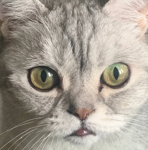 😜 Стикер «Еще один пак с котиками» для Telegram