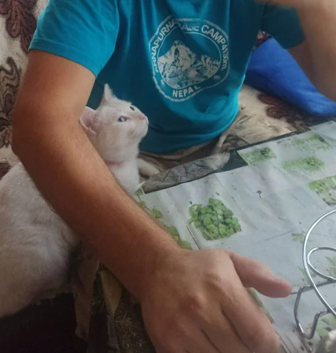 😒 Стикер «Еще один пак с котиками» для Telegram