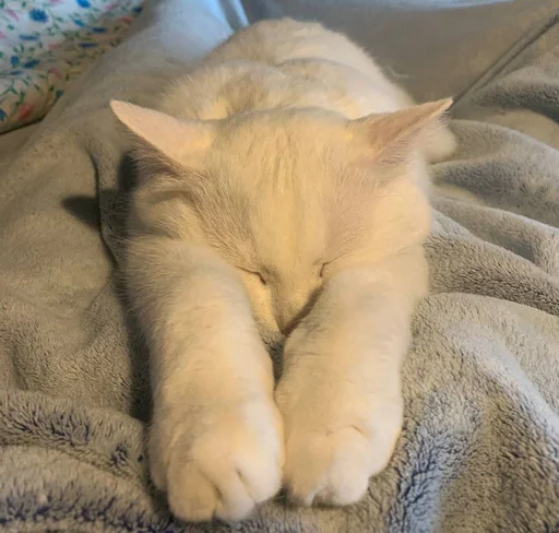 😘 Стикер «Еще один пак с котиками» для Telegram