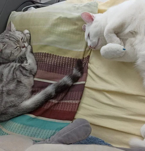 ☺️ Стикер «Еще один пак с котиками» для Telegram