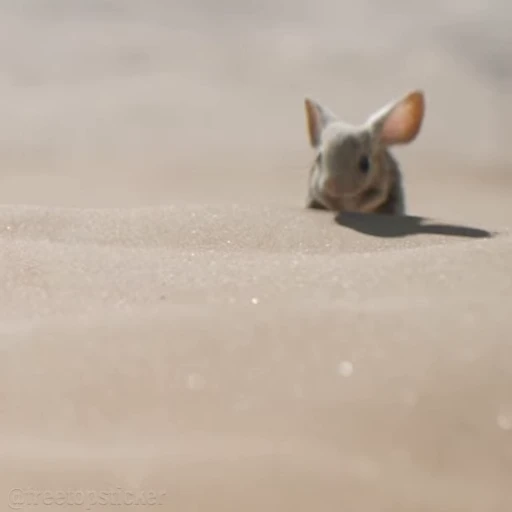 🐀 Стикер «Dune» для Telegram