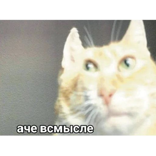 😐 Стикер «дурка» для Telegram