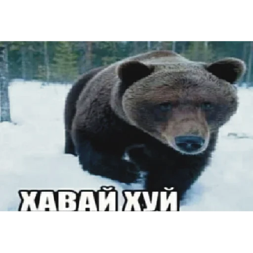 🙂 Стикер «дурка» для Telegram