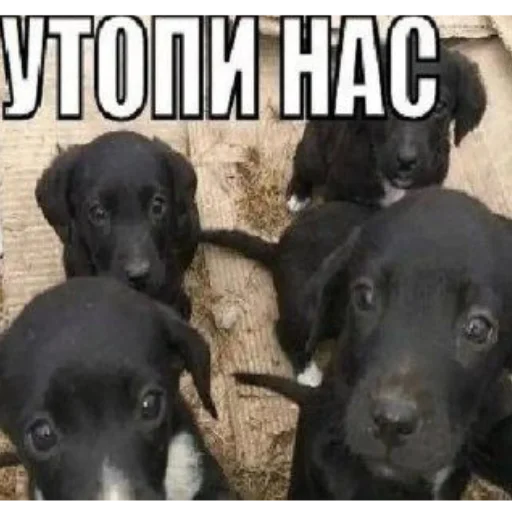 😋 Стикер «2мб ярости» для Telegram