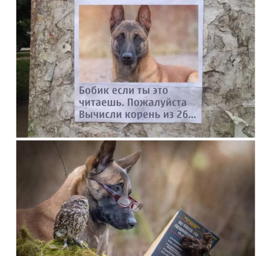 🤓 Стикер «2мб ярости» для Telegram