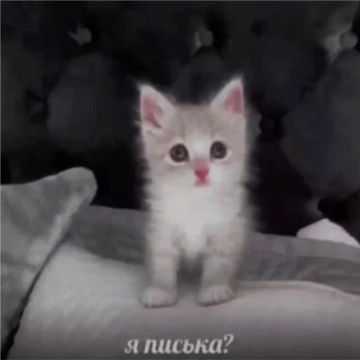 😊 Стикер «2мб ярости» для Telegram