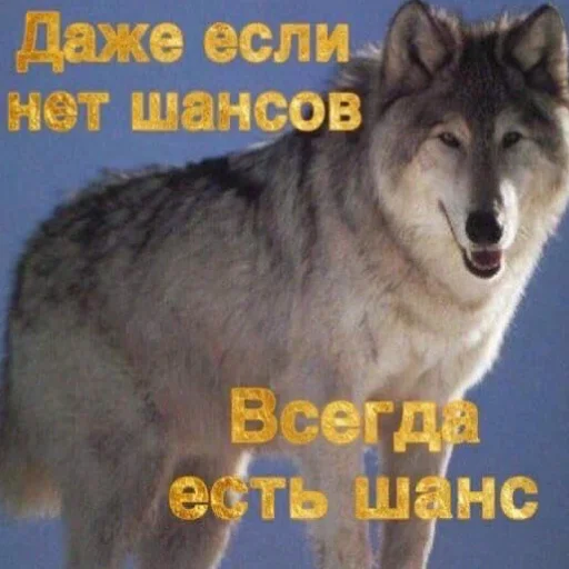 😊 Стикер «2мб ярости» для Telegram