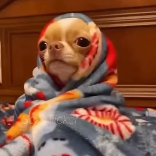 🪥 Стикер «Gif Memes» для Telegram