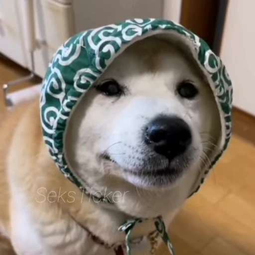 🪥 Стикер «Gif Memes» для Telegram
