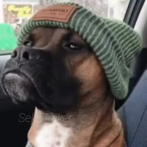 🪥 Стикер «Gif Memes» для Telegram