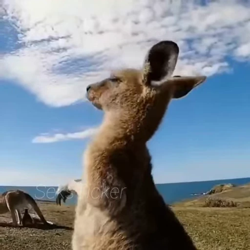 🪥 Стикер «Gif Memes» для Telegram