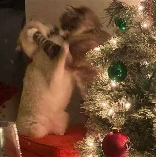 🎄 Стикер «новогодние коты» для Telegram