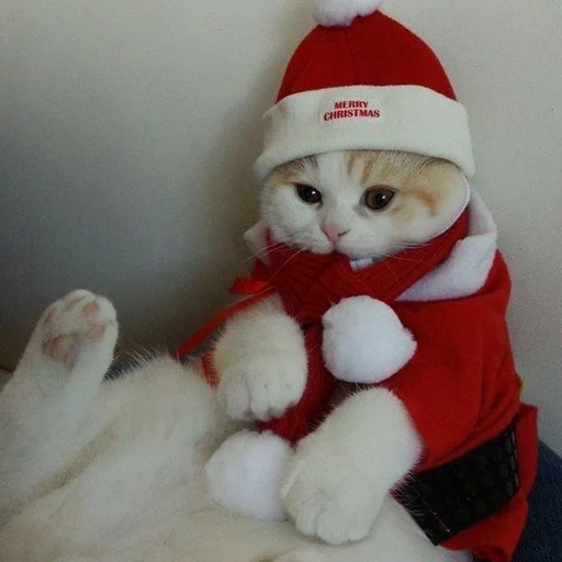 🥰 Стикер «новогодние коты» для Telegram