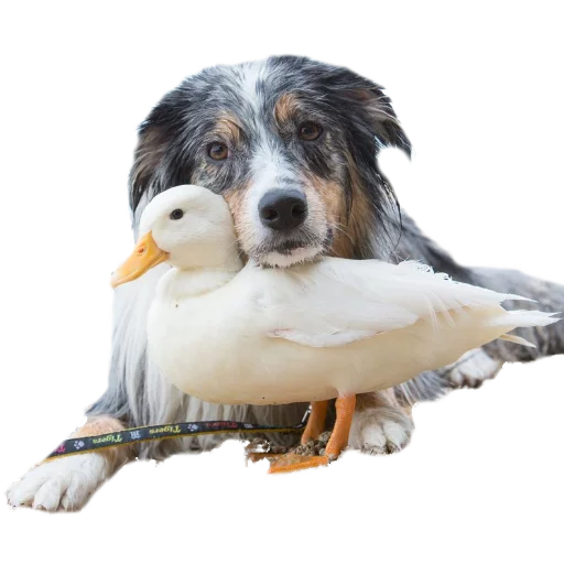 🐶 Стикер «Гуси» для Telegram